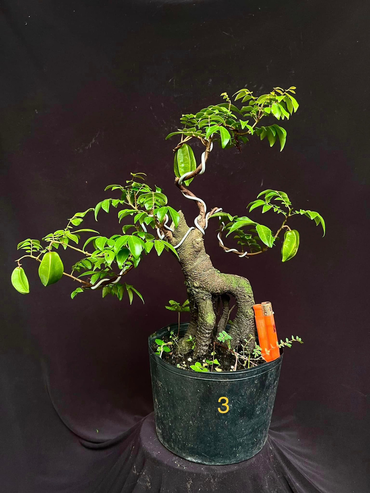 Khế Nhật mini đang cho trái được nhiều khách hàng lựa chọn. Ảnh: Facebook