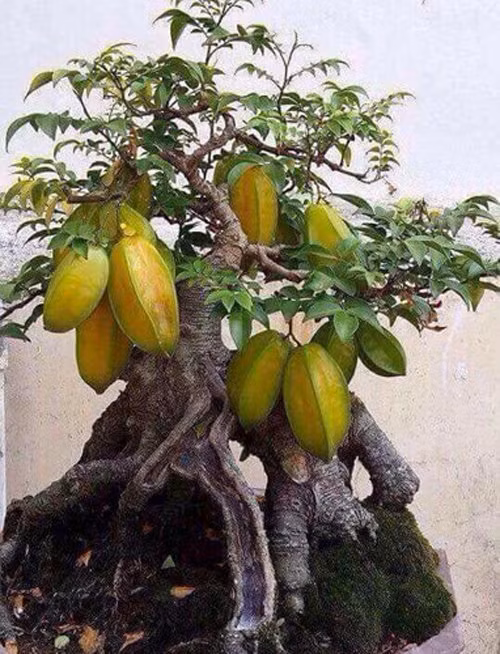 Gốc khế xù xì mang đến vẻ đẹp cổ kính. Ảnh: Facebook