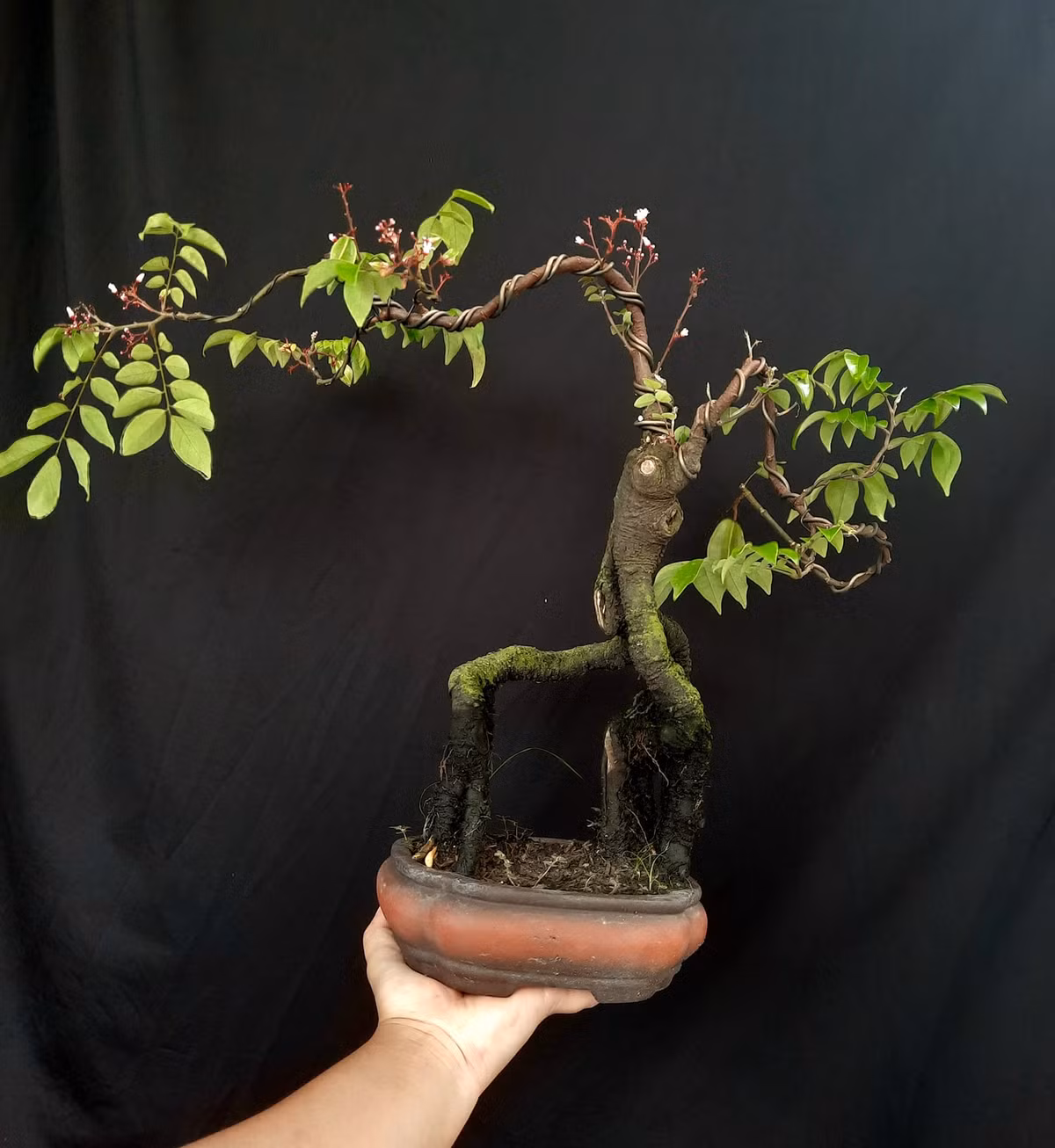 Trên thị trường, nhiều cây khế bonsai đẹp có giá từ vài triệu đến cả trăm triệu đồng. Ảnh: Facebook