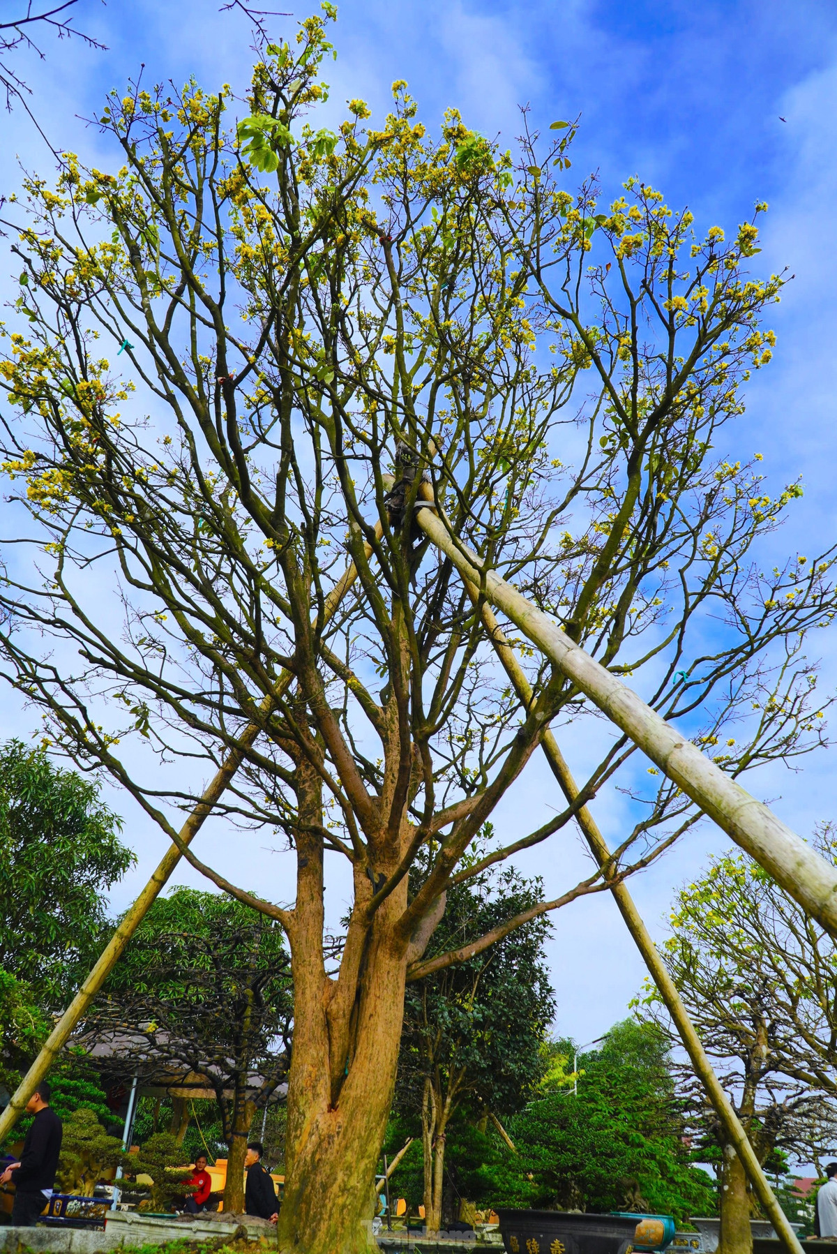 Cây mai trăm tuổi đang được chủ vườn rao bán với giá hơn 1 tỷ đồng. Ảnh: Tiền phong