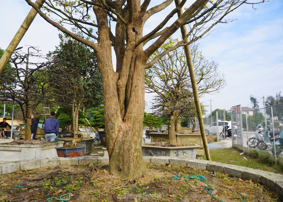 Cây mai có chiều cao 6m, đường kính tán rộng 5m. Ảnh: Tiền phong