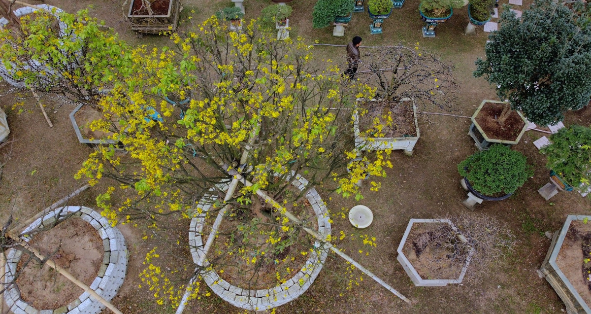 Theo chủ vườn, thu hút sự chú ý của người đi đường vì kích thước "siêu khủng". Ảnh: Tiền phong