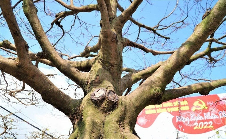 Từng có khách trả giác bạc tỷ nhưng chủ nhân chưa đồng ý bán. Ảnh: Dân trí