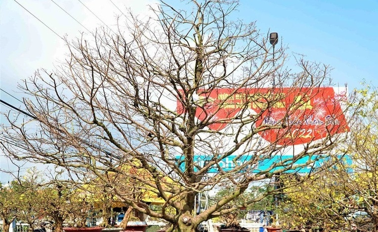 Dịp Tết Nguyên đán 2022, chợ mai Tết Long Xuyên xuất hiện "cụ mai" khủng hơn trăm năm tuổi thu hút sự chú ý của người qua đường. Ảnh: Dân trí