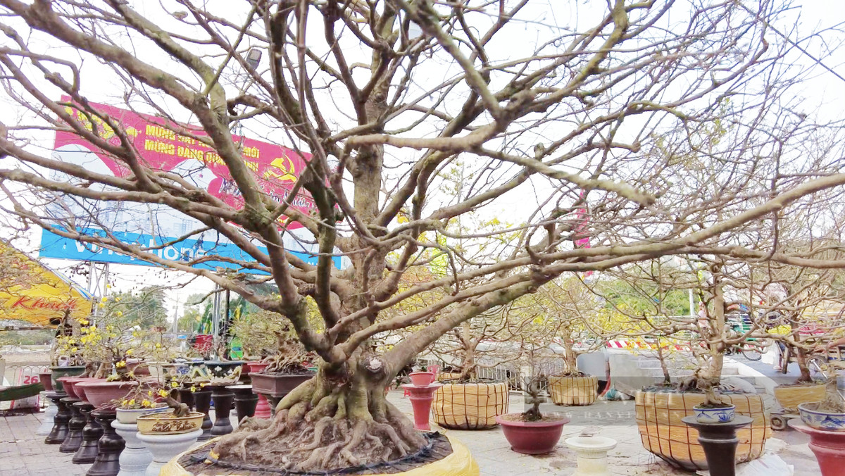 Cây cao 5,5m, tán rộng 10m, gốc to hơn 1,3m. Ảnh: Dân Việt