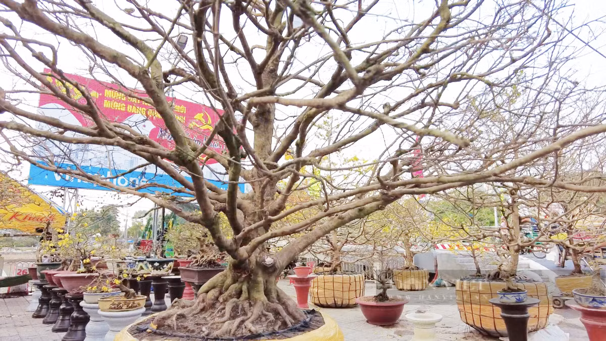 Cây cao 5,5m, tán rộng 10m, gốc to hơn 1,3m. Ảnh: Dân Việt