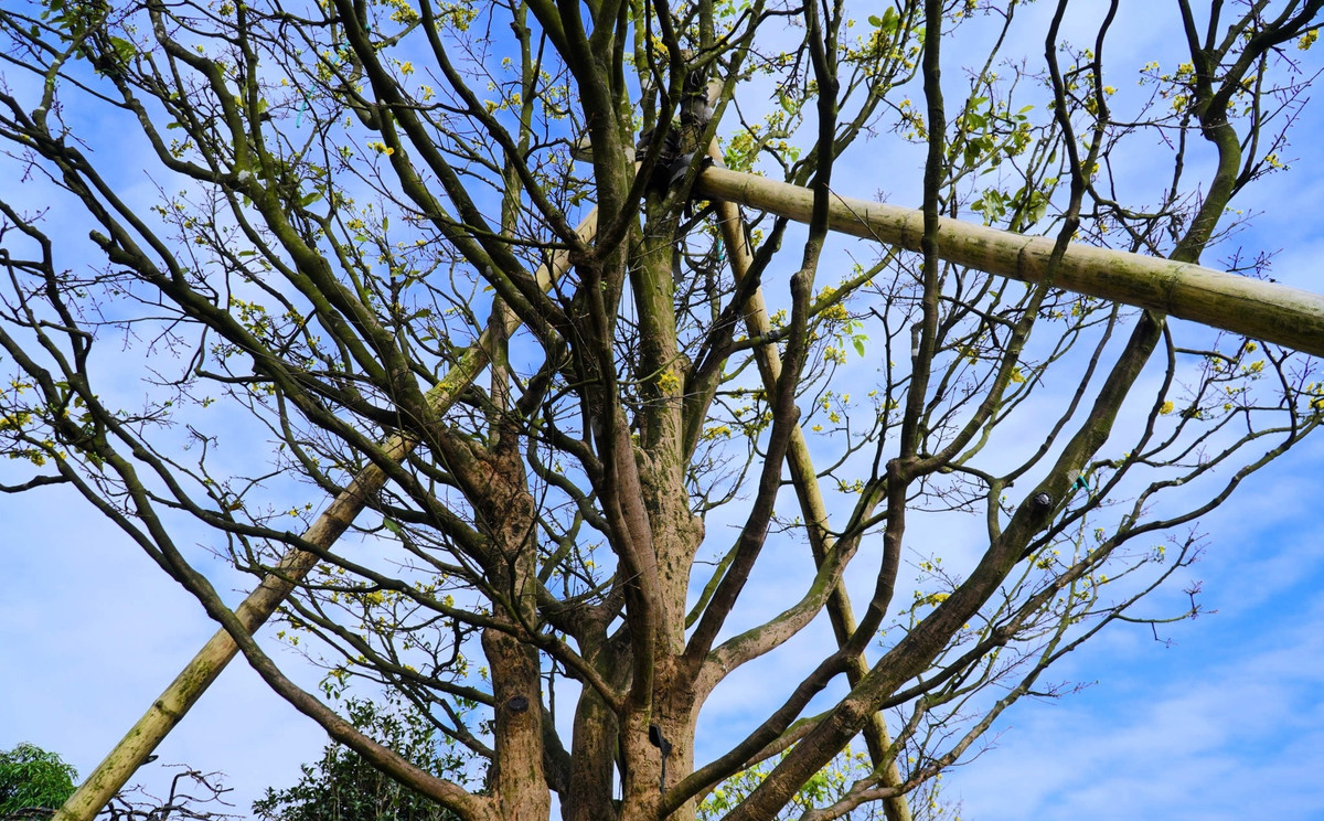 Cây có dáng thế tự nhiên, 1 thân phân thành 3 nhánh rõ ràng. Ảnh: Tiền phong