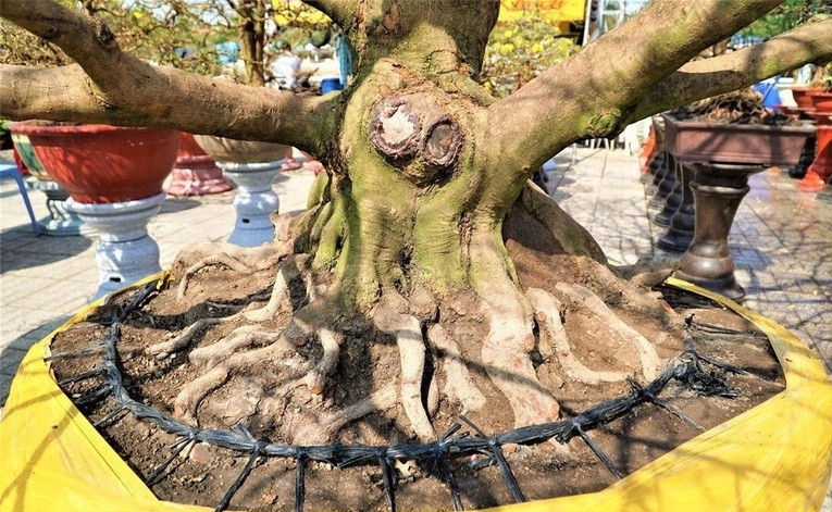 Cây mai có tuổi đời hơn 100 năm, cao 4,5 m, đường kính tán 5 m và đặc biệt bộ đế của cây rất lớn lên đến 300 cm. Ảnh: Dân trí