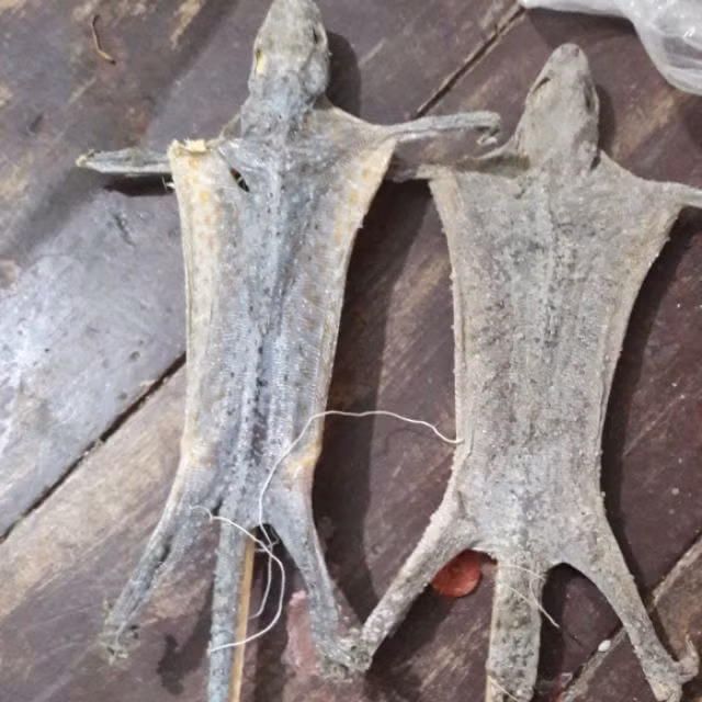 Mặc dù có vẻ ngoài khá "dị" nhưng từ lâu khô tắc kè đã được tương truyền là món ăn bổ dưỡng tăng cường sinh lực phái mạnh. Ảnh: Shopee