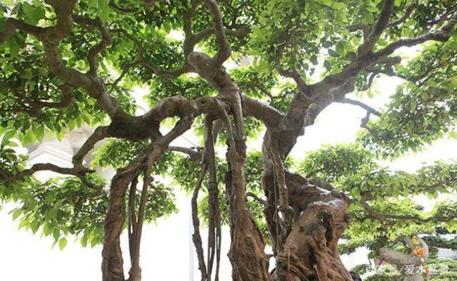 Siêu cây có tên gọi "Nỏ Thần", xuất hiện từ thời vua Bảo Đại của Việt Nam, đã hơn 300 năm tuổi. Ảnh: Sina