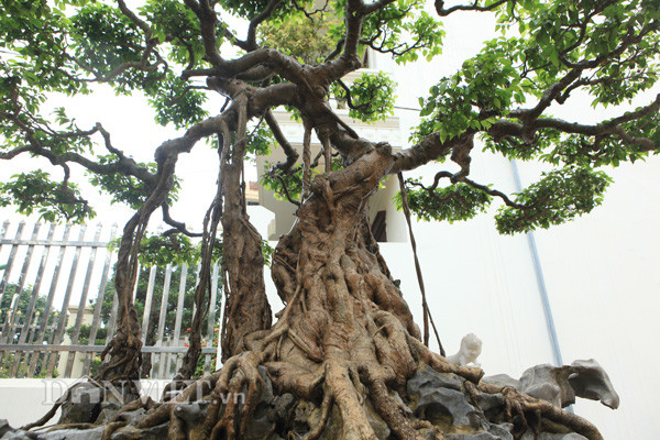 Từng có khách trả 1,4 triệu USD (khoảng 30 tỷ đồng) với mong muốn mua lại siêu cây cảnh này nhưng gia chủ vẫn quyết không bán mà muốn để ở vườn chơi. Ảnh: Dân Việt