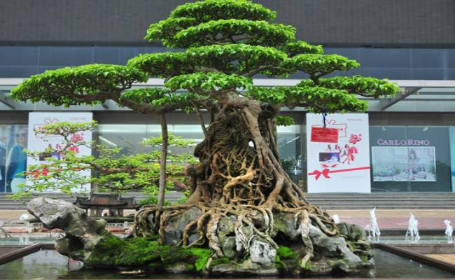 Trong một triển lãm sinh vật cảnh, "Mâm xôi con gà" được định giá 6 triệu USD, tương đương với 136 tỷ đồng. Ảnh: Dân Việt