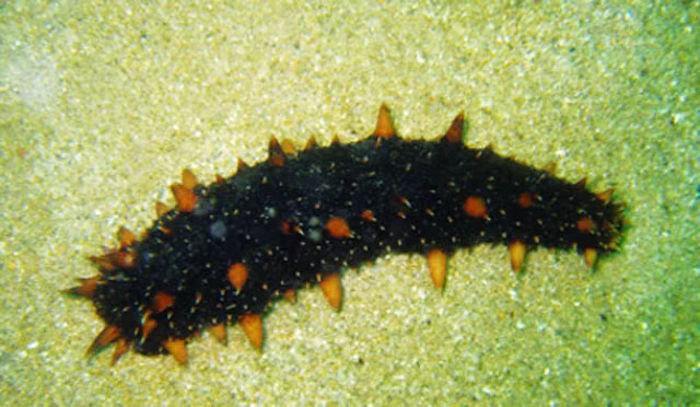 Đáng chú ý, hải sâm Nhật có giá lên tới 3.500 USD/kg (khoảng hơn 83 triệu đồng). Ảnh: Internet