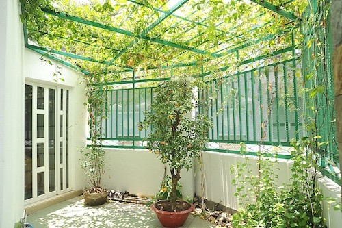 Một góc căn nhà dược phủ xanh bởi dàn dây leo và một số cây kiểng tạo bóng mát. Ảnh: Vietnamnet