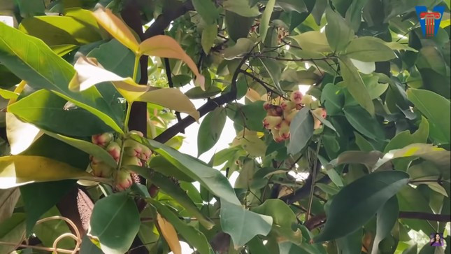 Nhiều loại cây ăn quả như khế, roi (mận), bưởi...đều cho trái trĩu quả. Ảnh: chụp màn hình