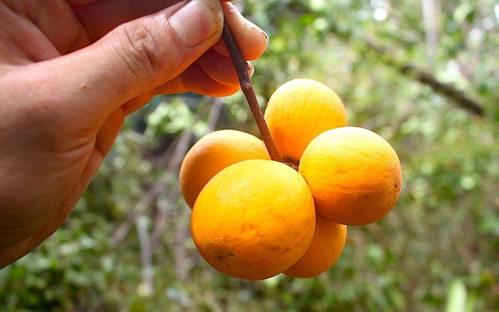 Khi còn non, trái gùi màu xanh, sọc trắng nhạt, nhiều nhựa và chát. Khi chín, quả có màu vàng, mỏng, bẻ ra phần ruột bên trong có những múi như múi mít. Ảnh: Facebook