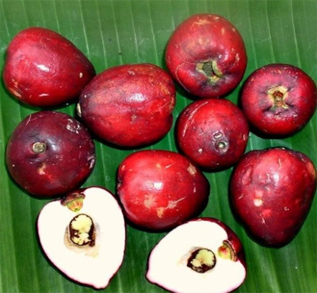 Ngày nay, mận điều đỏ được rao bán với giá hơn 100.000 đồng/kg nhưng không phải lúc nào cũng có hàng. Ảnh: Facebook