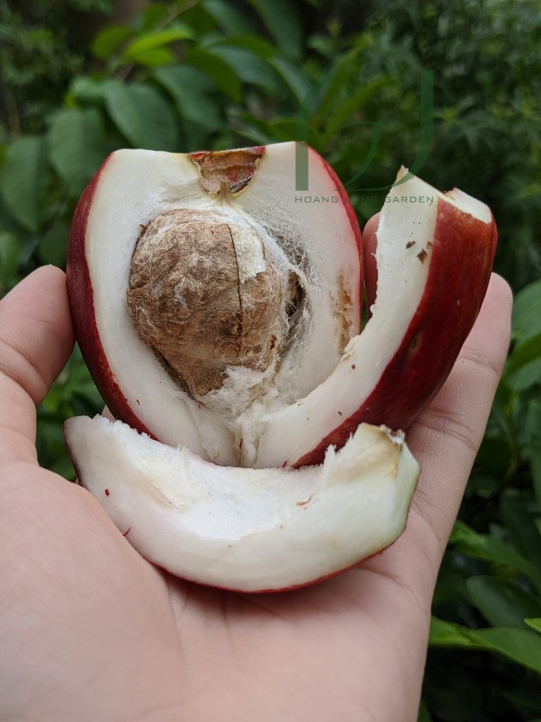 Lý do là cây mận điều đỏ ít người trồng, thi thoảng mới có người bán. Ảnh: Facebook