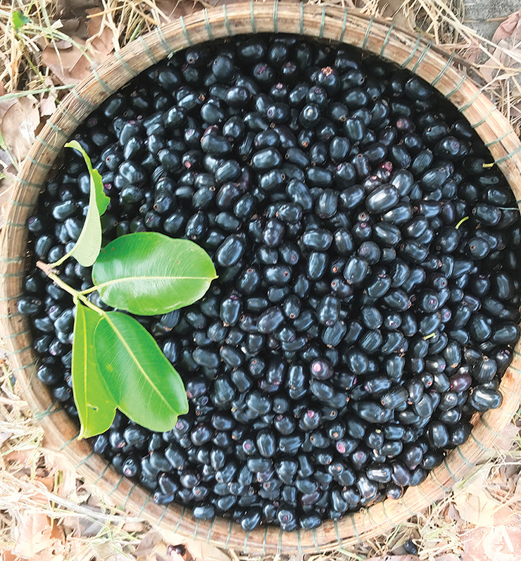 Trâm rừng có giá 200.000 đồng/kg và được đóng hộp sẵn 250 gram (giá 50.000 đồng) để tiện cho người mua. Ảnh: Người đưa tin