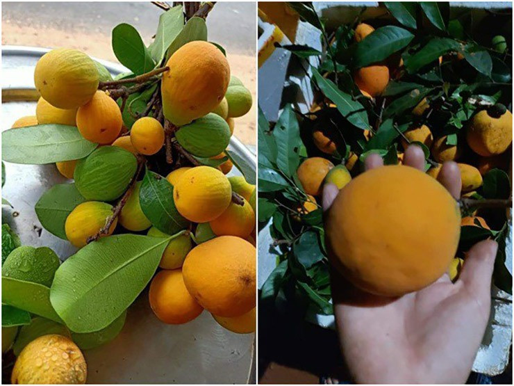 Trái gùi có thể ăn trực tiếp hoặc làm sinh tố, hòa quyện cùng đá và chút đường thành nước giải khát thanh mát. Ảnh: Facebook