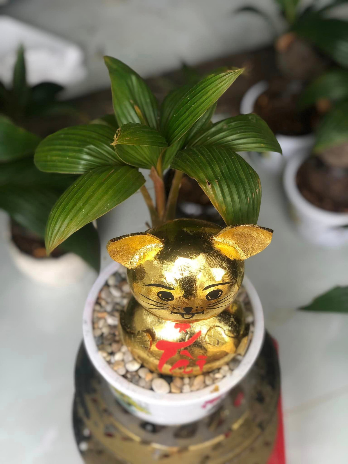 Mỗi chậu bonsai dừa có giá dao động từ 350.000 - 400.000 đồng. Ảnh: Facebook