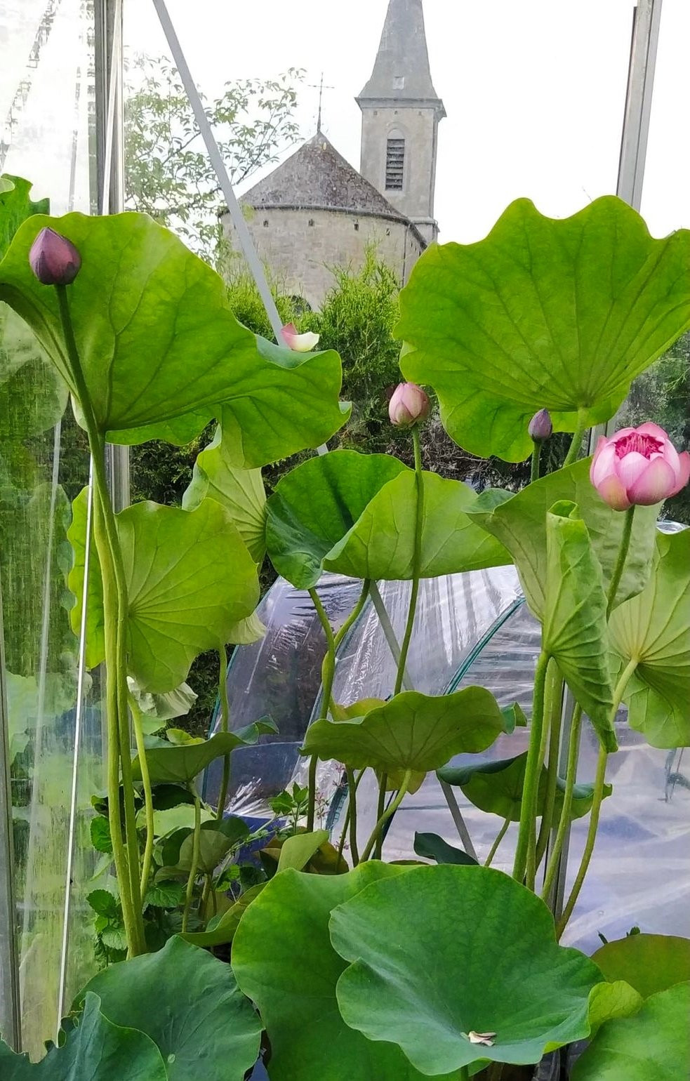 Ngoài ra, chị Vân còn làm hai nhà kính. Từ cuối tháng 3 hàng năm, chị trồng và sưởi ấm trong nhà kính để nảy chồi.