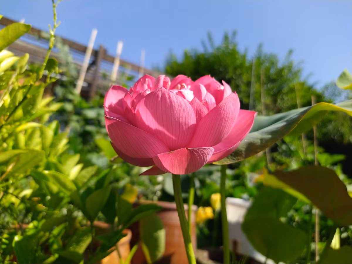 Để khắc phục yếu tố khí hậu, chị Phước Vân sử dụng hệ thống sưởi, đôi khi là đèn chiếu thay ánh sáng mặt trời.