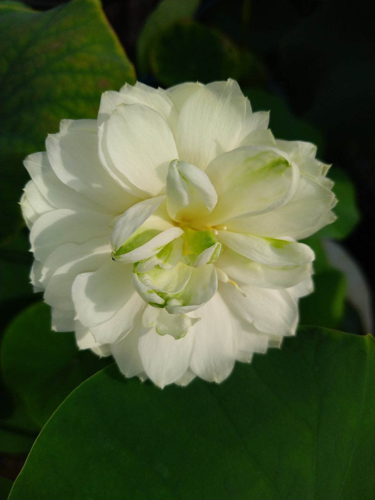 Sen Jade Gold bung nở.