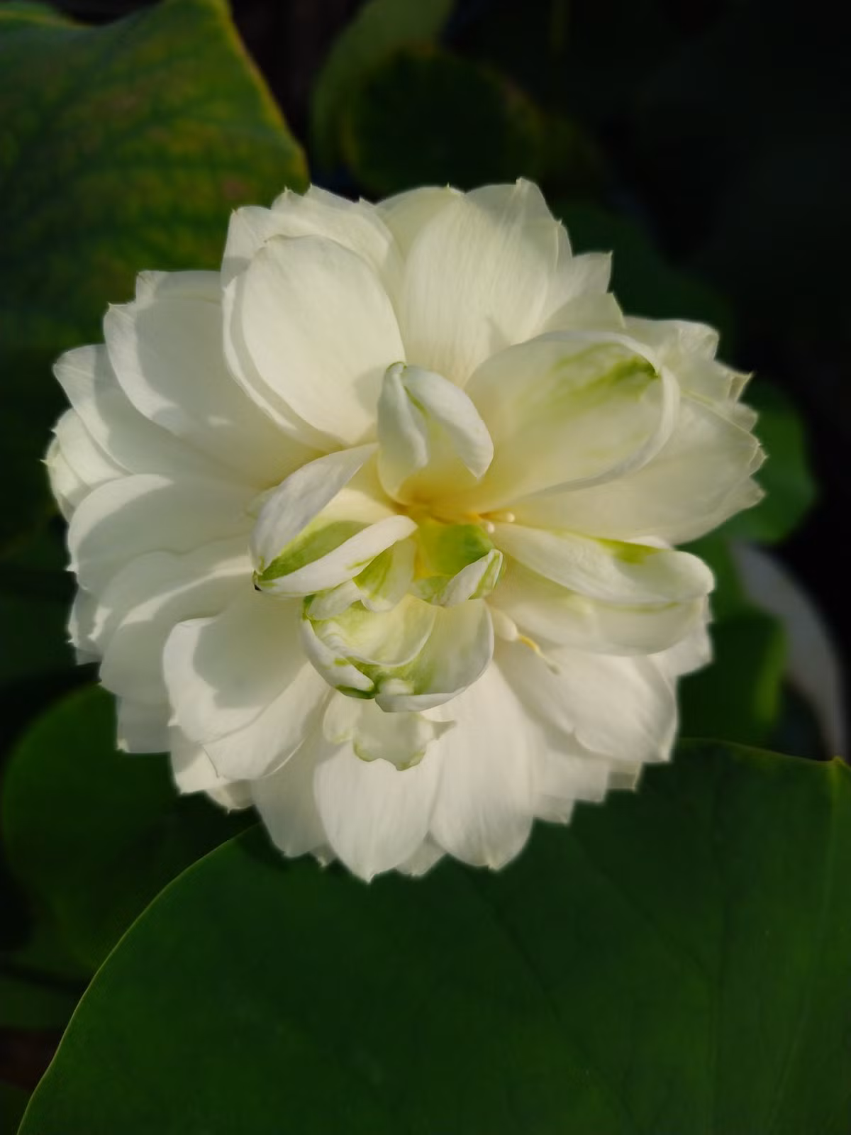 Sen Jade Gold bung nở.