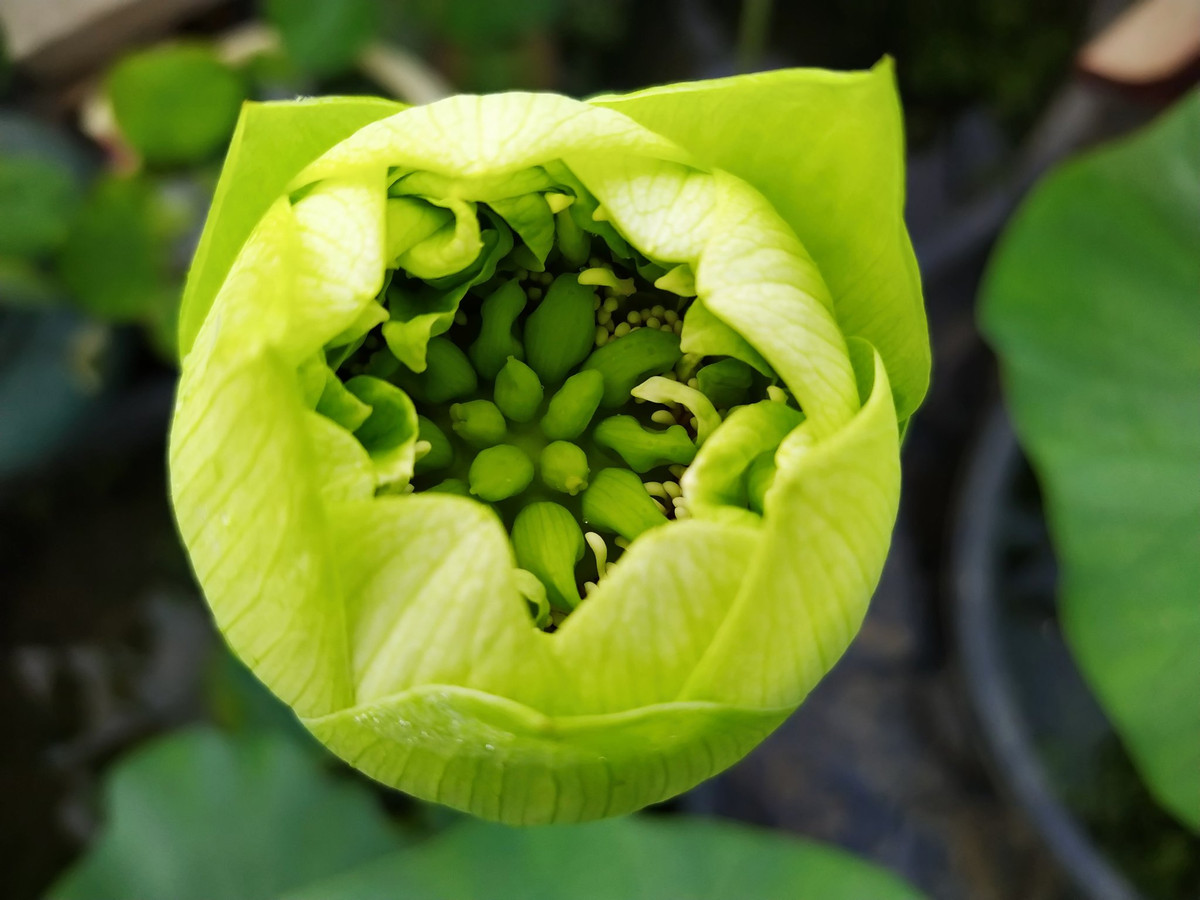 Loại khó chinh phục nhất là Gold and Jade Peony (còn gọi là R4) cũng nở hoa rất đẹp.