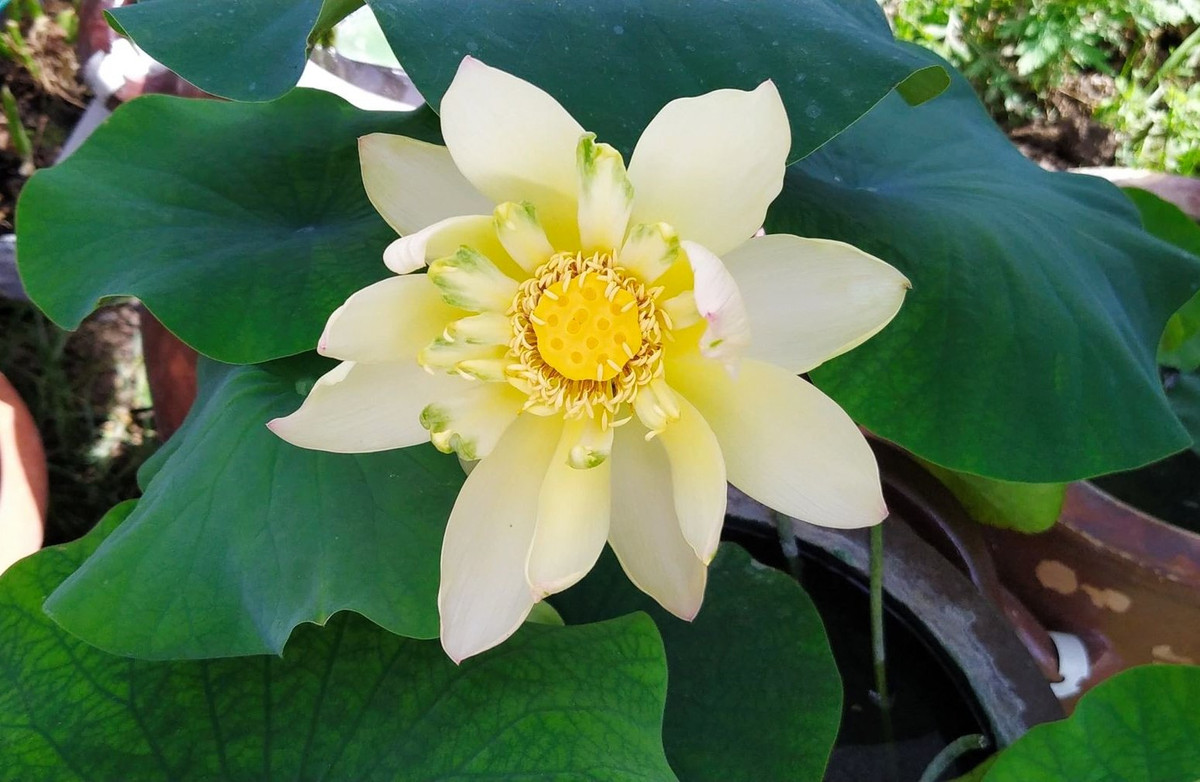 Dưới bàn tay chăm sóc của chị Vân những đóa sen nở rộ, lan tỏa hương thơm khắp cả khu vườn. Ảnh: FB Trương Thị Phước Vân