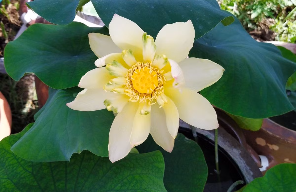 Dưới bàn tay chăm sóc của chị Vân những đóa sen nở rộ, lan tỏa hương thơm khắp cả khu vườn. Ảnh: FB Trương Thị Phước Vân