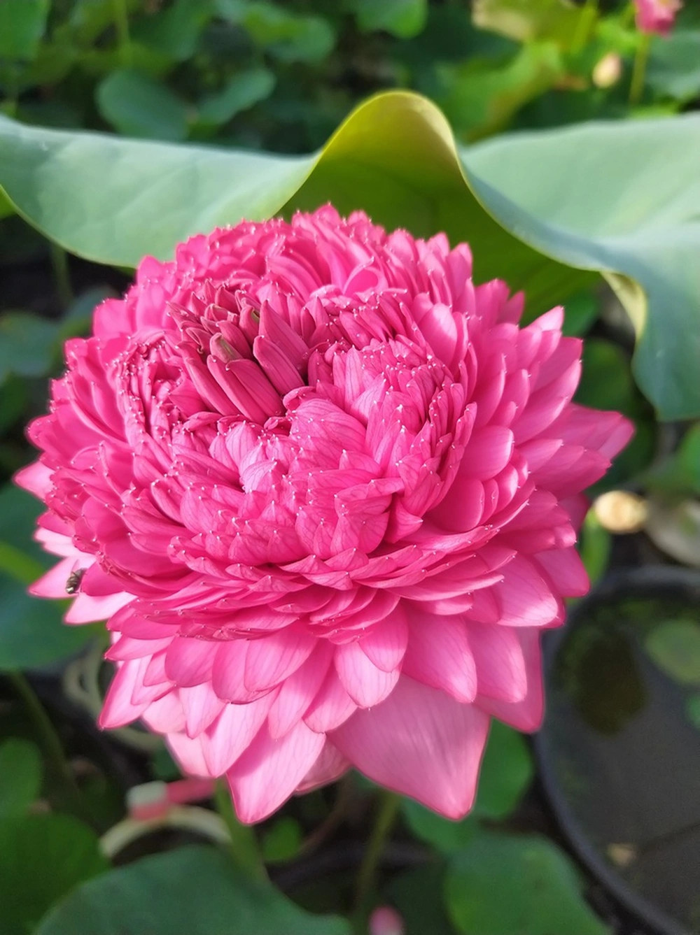  Sen nghìn cánh cho hoa to lâu tàn, lá đẹp và thơm ngát.