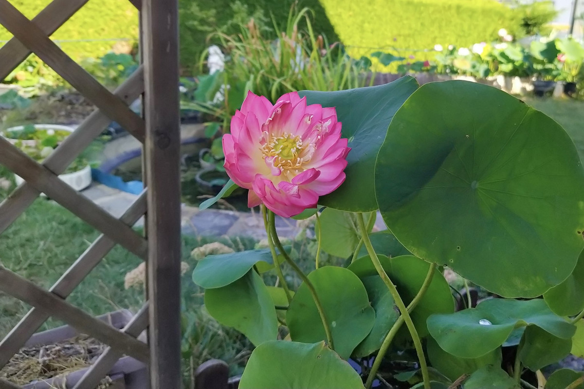 Ban đầu, vườn sen nhà chị Phước Vân chỉ có vài chậu nhỏ lẻ do chưa có kinh nghiệm trồng và tìm được giống phù hợp với khí hậu ở Bỉ.