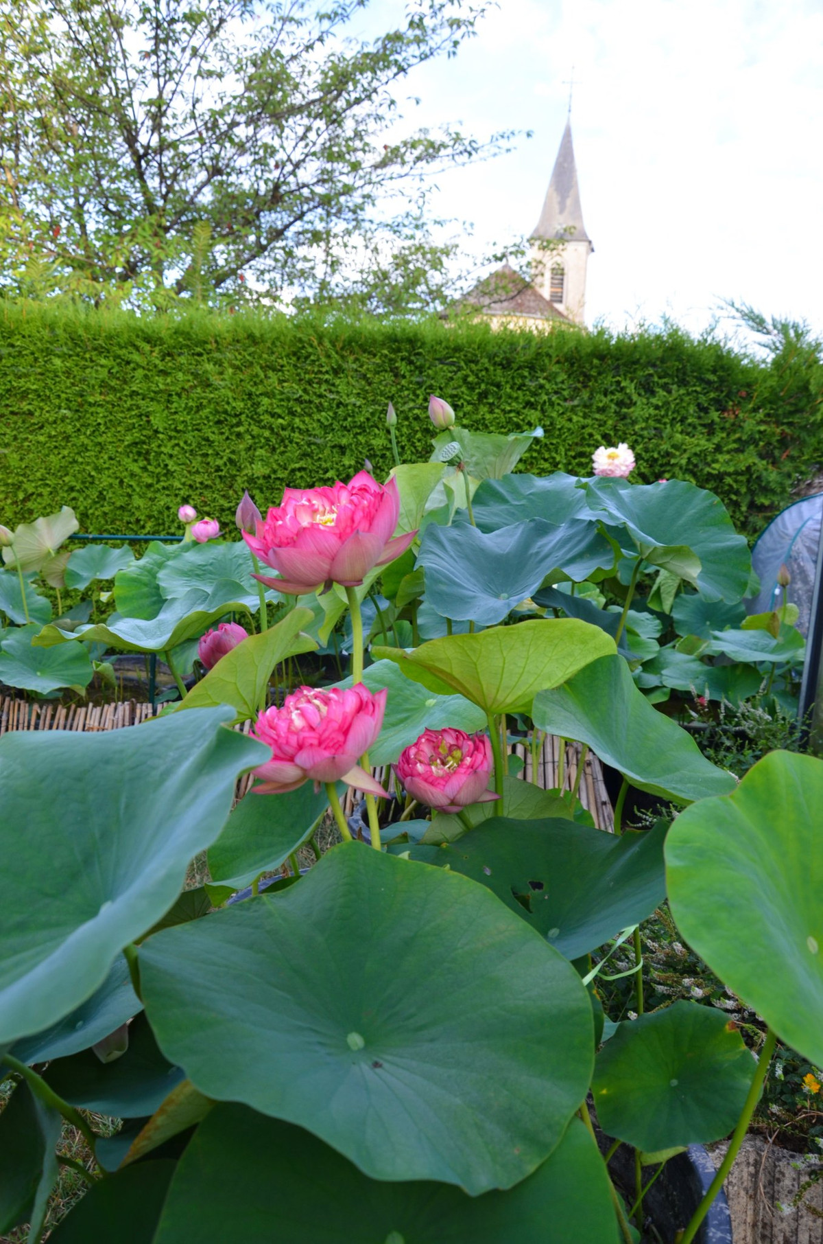 Trồng sen ở châu Âu khó hơn các nước nhiệt đới vì mùa đông kéo dài, khắc nghiệt trong khi sen cần nắng ấm.