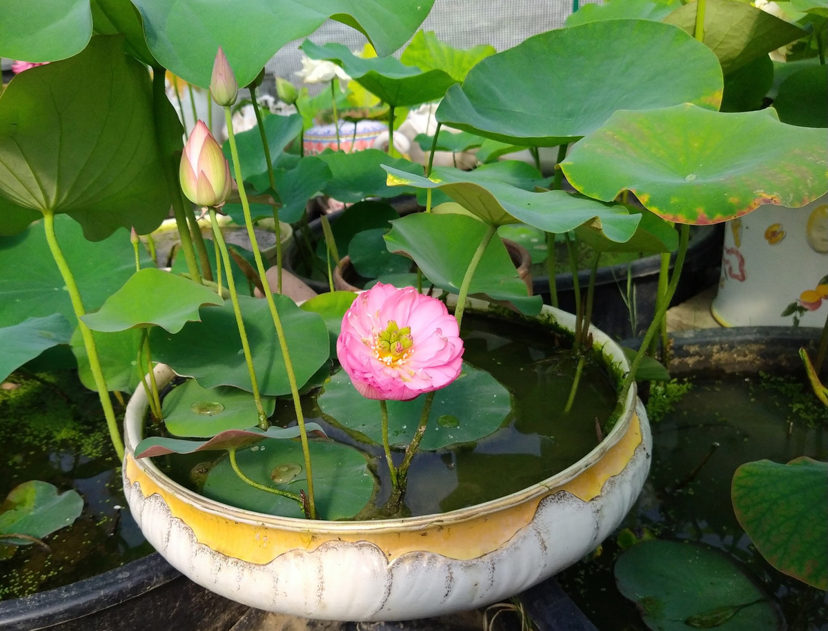 Mỗi sáng sớm và chiều muộn, chị Vân thường ra vườn bón phân, cắt tỉa lá hỏng, diệt rầy, rệp... và tranh thủ hít hà hương sen thơm ngát.