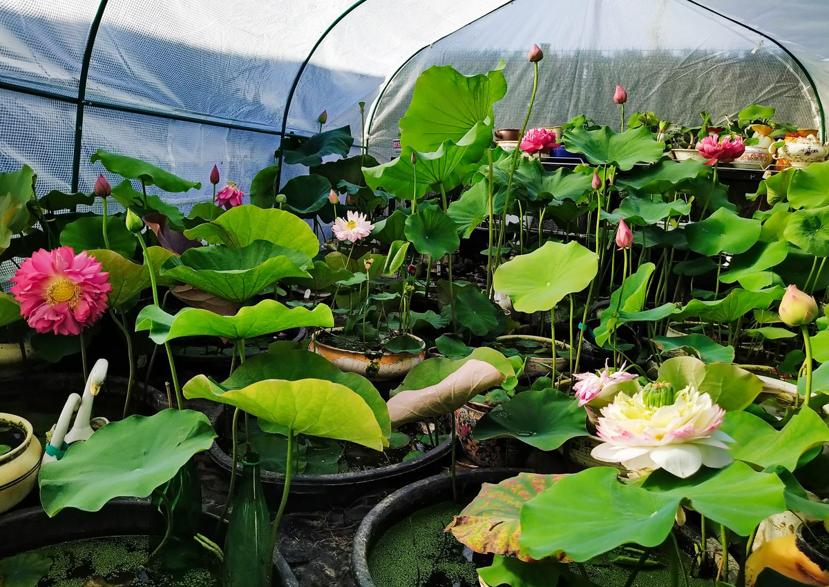 Sau 3 năm miệt mài học hỏi, chị Phước Vân đã sở hữu vườn sen với hơn 120 chậu gồm 49 loại khác nhau.