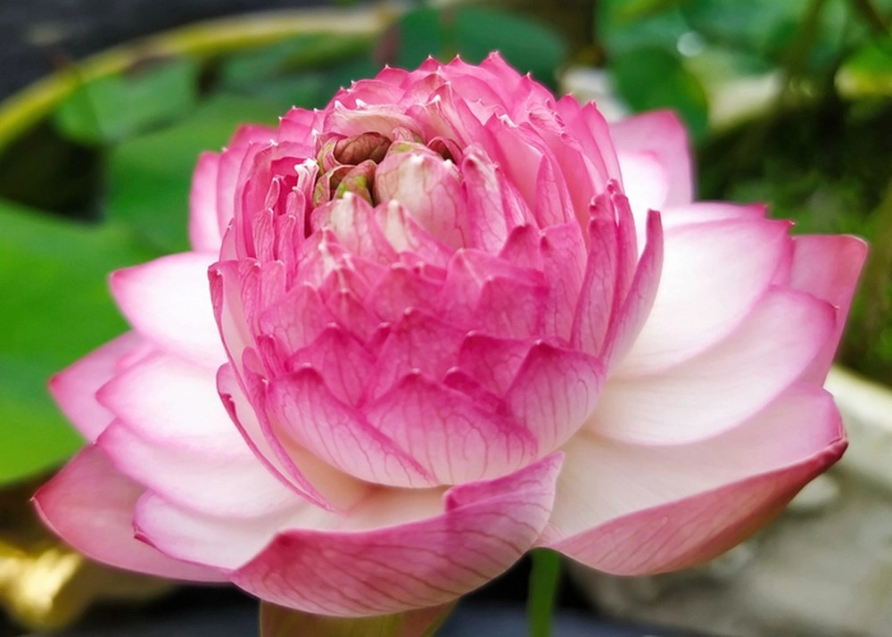 Sen Juwaba chịu lạnh tốt và rất sai hoa.