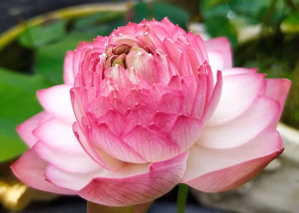 Sen Juwaba chịu lạnh tốt và rất sai hoa.