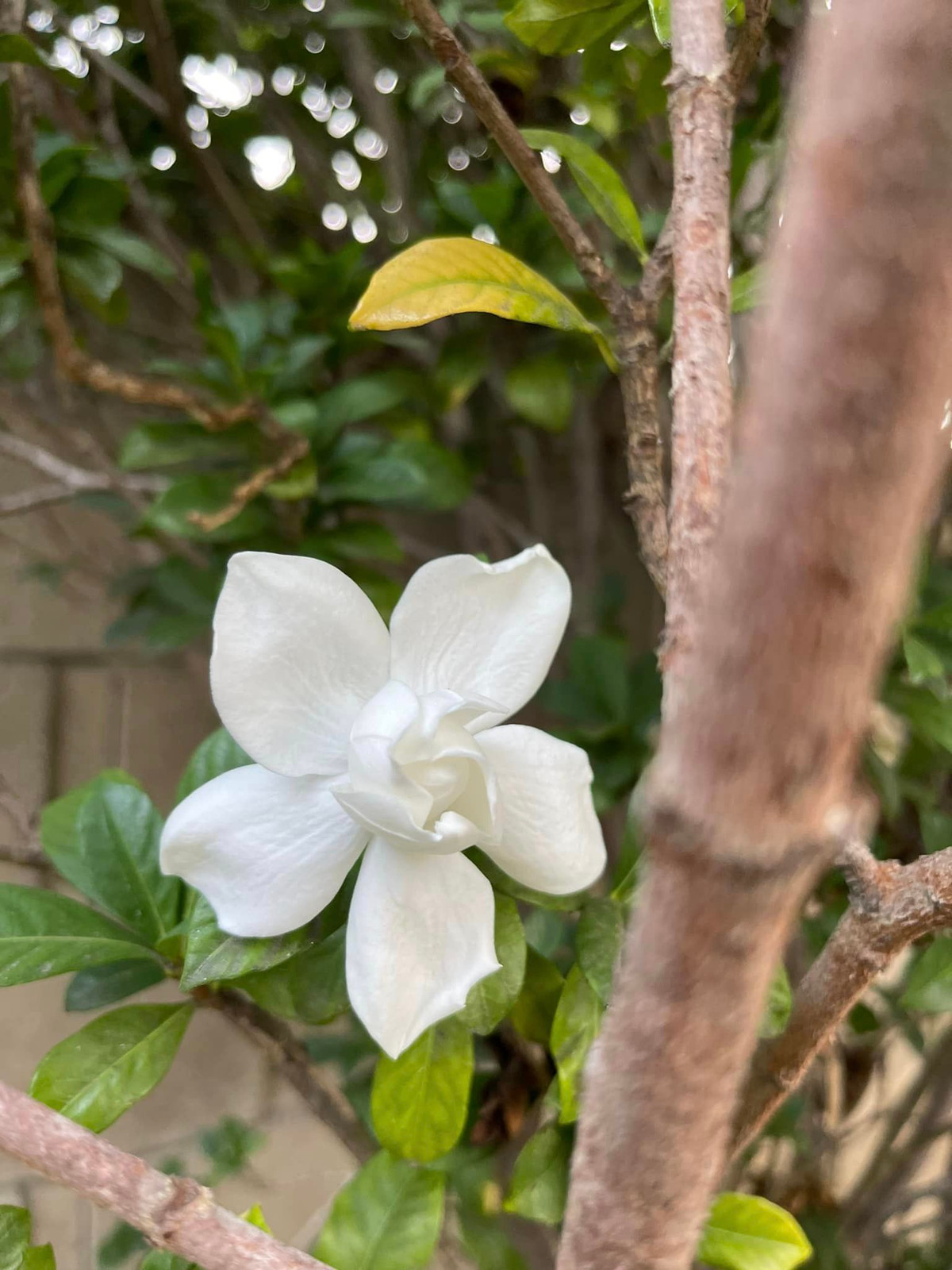 Hoa trà mi trắng bung nở một góc vườn trong căn nhà của Kim Hiền ở Mỹ.