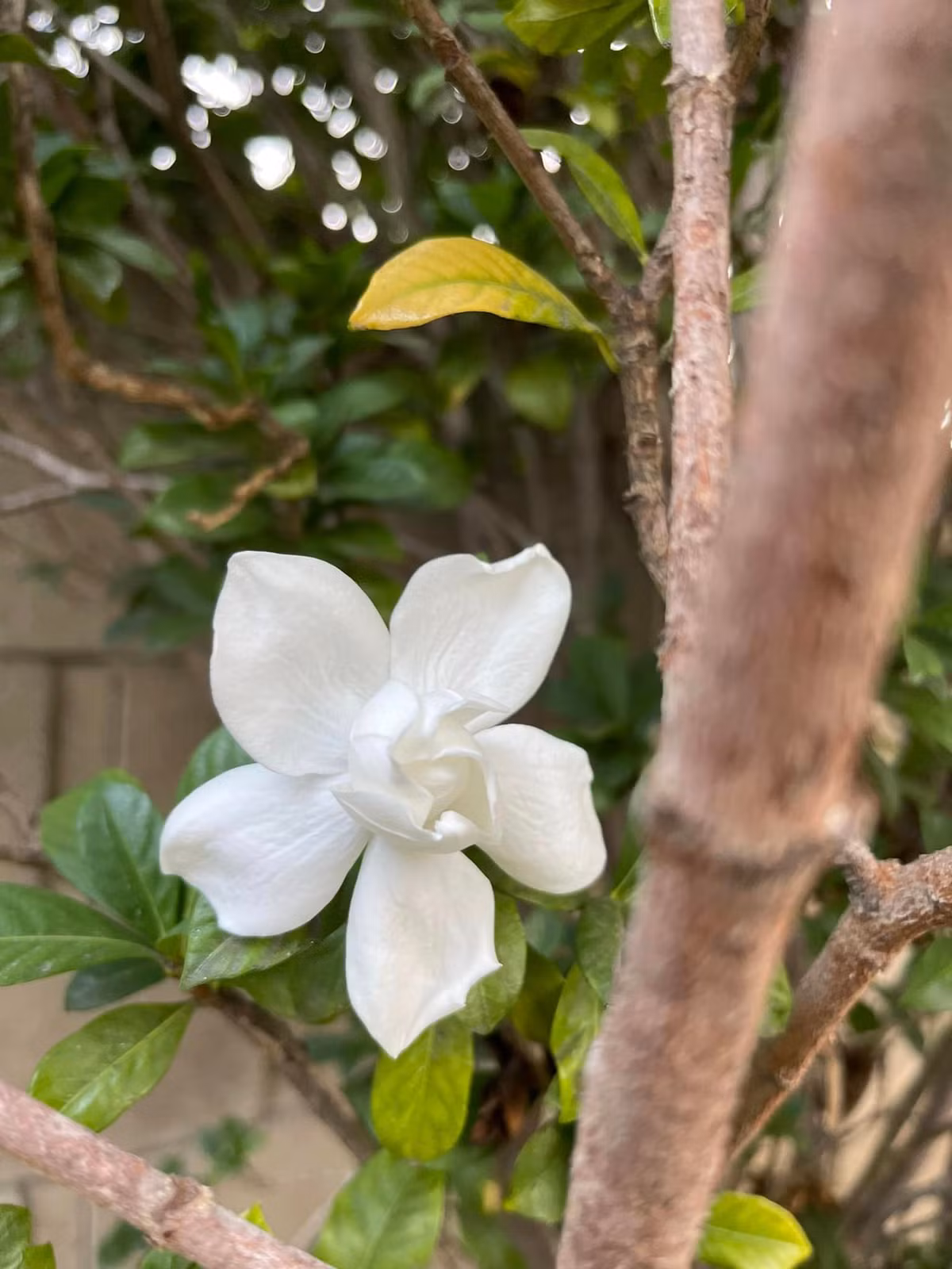 Hoa trà mi trắng bung nở một góc vườn trong căn nhà của Kim Hiền ở Mỹ.