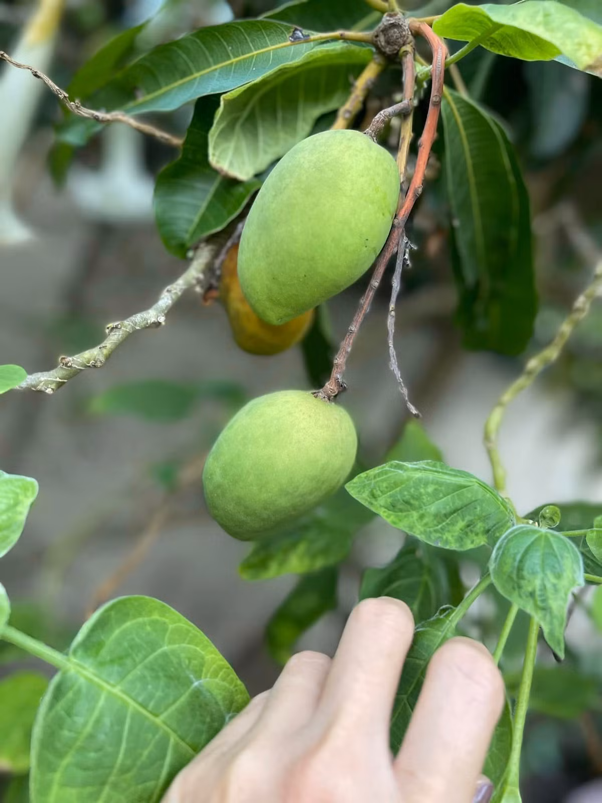 Xoài bắt đầu cho trái. Nguồn ảnh: FBNV