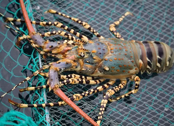 Tôm hùm Nha Trang loại nhỏ hơn giá dao động từ 500.000 - 700.000 đồng/kg. Ảnh: Internet