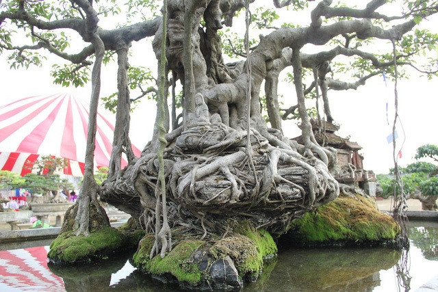 Với ông Khoa, cây sanh cổ đã gắn liền với tên tuổi của ông suốt mấy chục năm qua, nó không chỉ là một cái cây mà nó còn là người bạn đặc biệt nên giá trị không thể đong đếm được bằng tiền. Ảnh: Dân trí