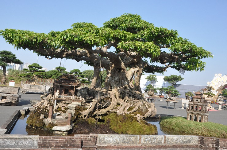 Xuất hiện tại Festival sản phẩm nông nghiệp và làng nghề Hà Nội lần thứ hai năm 2022, tác phẩm sanh cổ hơn 100 năm tuổi của ông Nguyễn Tân Khoa (hay còn gọi Khoa Sắt), trú tại Hoàng Mai (Hà Nội) thu hút sự chú ý đặc biệt của khách tham quan. Ảnh: Người đua tin