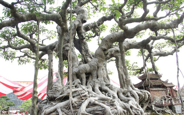 Rễ cây sần sùi, nổi hẳn lên mặt đất và bám chặt với lớp đất đá rêu phong. Ảnh: Dân trí