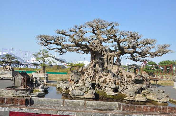 Sau khi mua về, ông Khoa dành nhiều thời gian và tâm sức để cắt tỉa, tạo dáng. Ảnh: Người đua tin