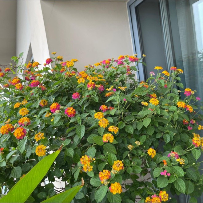 Ngoài ban công, Ngọc Hương trồng thêm nhiều hoa bụi cho không gian thêm phần rực rỡ. Ảnh: FBNV