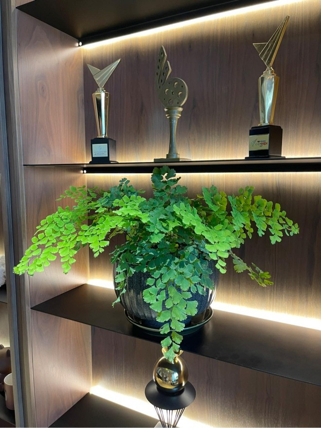 Các loại cây này đều dễ sống trong nhà. Ảnh: FBNV