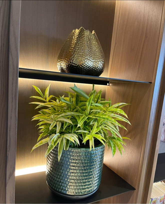 Trong nhà có rất nhiều cây cảnh, tạo không gian sống gần gũi thiên nhiên. Ảnh: FBNV